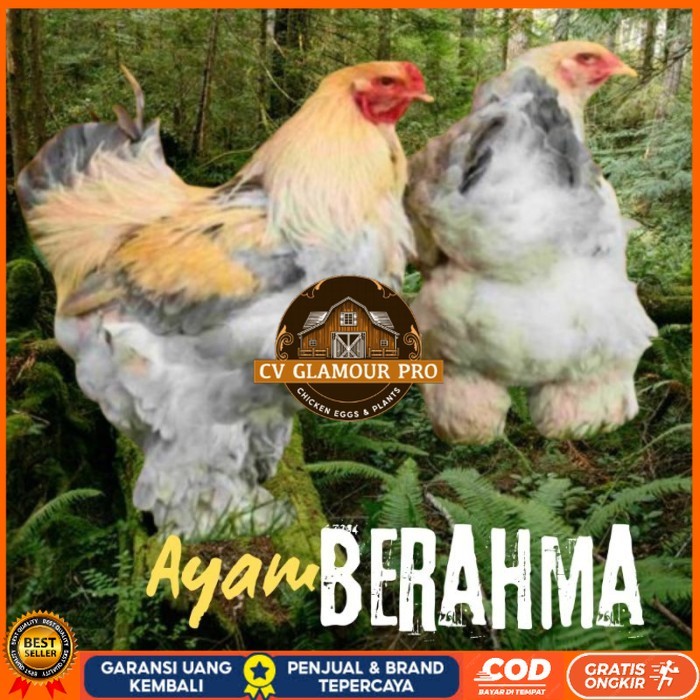 

telur ayam hias Berahma siap tetas original berkualitas CV GLAMOUR PRO