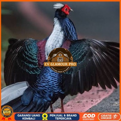 

Telur ayam hias ringneck swinhoe pheasant fertil asli CV GLAMOUR PRO