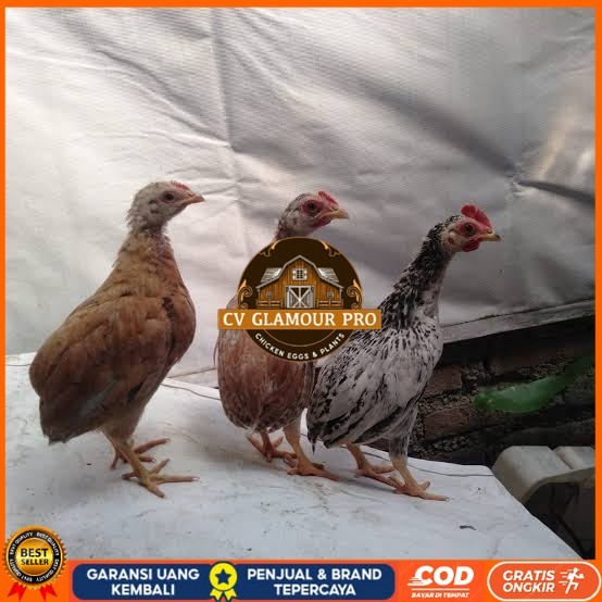 

Telur ayam tukung / telur ayam hias / telur fertil asli CV GLAMOUR PRO