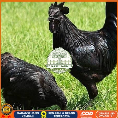 

Telur ayam hias cemani lidah hitam fertil asli siap ditetaskan - ayam cemani UD NAFII FARM ID