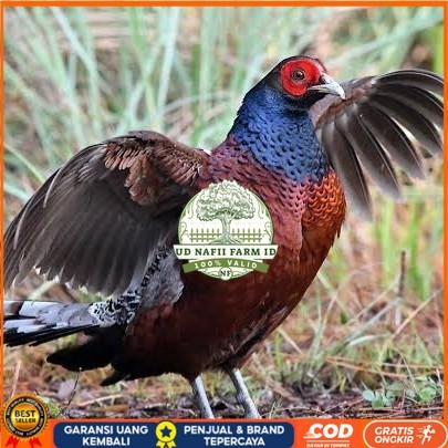 

Telur ayam hias ringneck hume's pheasant fertil siap ditetaskan UD NAFII FARM ID