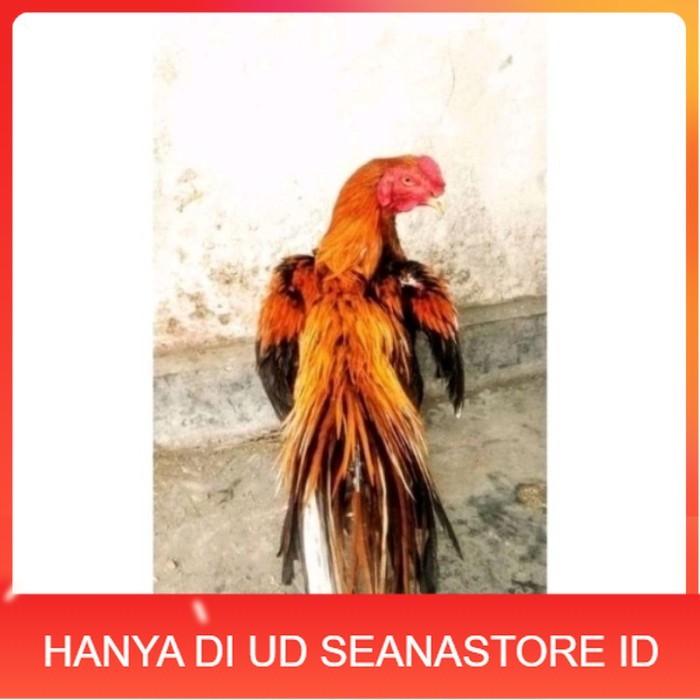 

Telor Ayam Bangkok Ekor Lidi Telur Ayam Hias Fertil hanya untuk ditetaskan - Pejantan 1 UD SEANASTORE ID