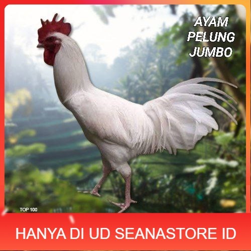 

telur ayam pelung jumbo super bisa untuk di tetaskan UD SEANASTORE ID