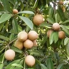 

[COD] Buah Sawo Segar Pentil / Mentah Untuk Obat Vertigo Di Petik Dadakan Per 1 Buah