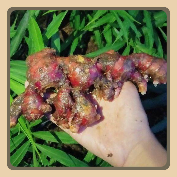 

Jahe Merah Super 1kg Segar Tua Berimunitas