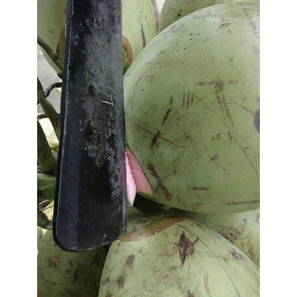 

[COD] BUAH Kelapa Muda || Kelapa Ijo || Kelapa Wulung