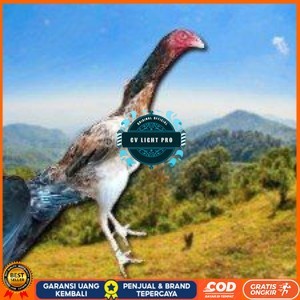 

telir tetas ayam shamo super CV LIGHT PRO