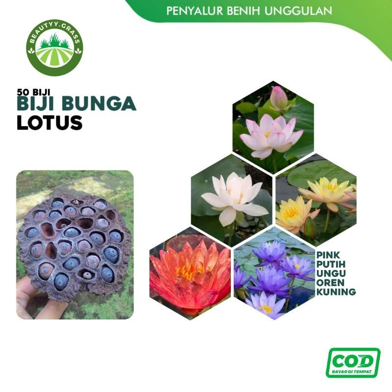 Benih Biji Lotus Bunga Teratai Isi 50 Biji - Pink - Ungu - Putih - Kuning - Oren