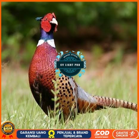

Telur ayam ringneck pheasant green / telur ayam hias fertil siap tetas CV LIGHT PRO