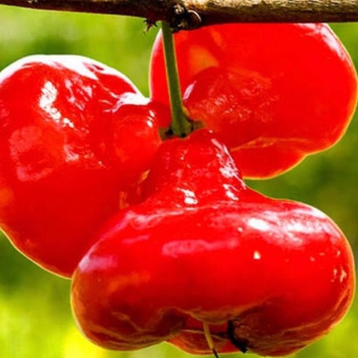 

Jambu Air Kancing 500gr