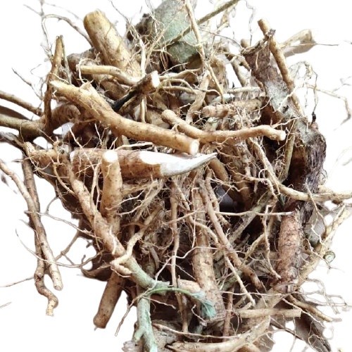 

Sahabattani Ready AKAR SIDAGURI FRESH OBAT HERBAL KUDIS 200gr