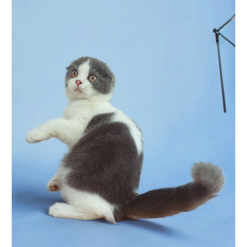 scottish fold betina kitten