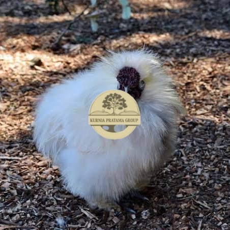 

Telur ayam kapas / telur ayam hias / telur fertil siap cod KURNIA PRATAMA GROUP