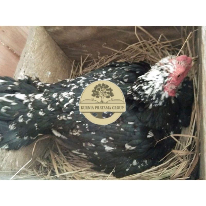 

telur Ayam Bangkok Clasik ekor lidi Fertil terlaris KURNIA PRATAMA GROUP