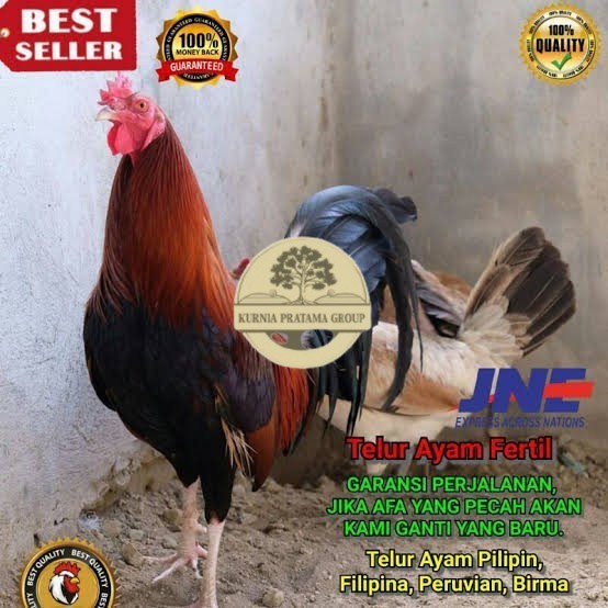 

Telur ayam hias pilipin fertil siap ditetaskan Langsung KURNIA PRATAMA GROUP