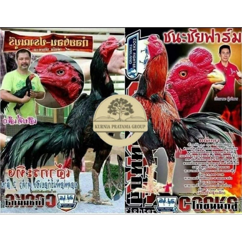 

Telur fertil pakhoy trah maneedaeng x blackbull x black rose x durian x payabod x jimmywhite x 17yok / khoyngon garansi fertil KURNIA PRATAMA GROUP