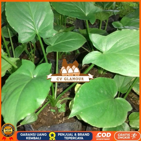 Tanaman Keladi Tikus Asli , Untuk Obat Herbal atau Tanaman Hias Bibit Tanaman Super Unggul CV GLAMOU
