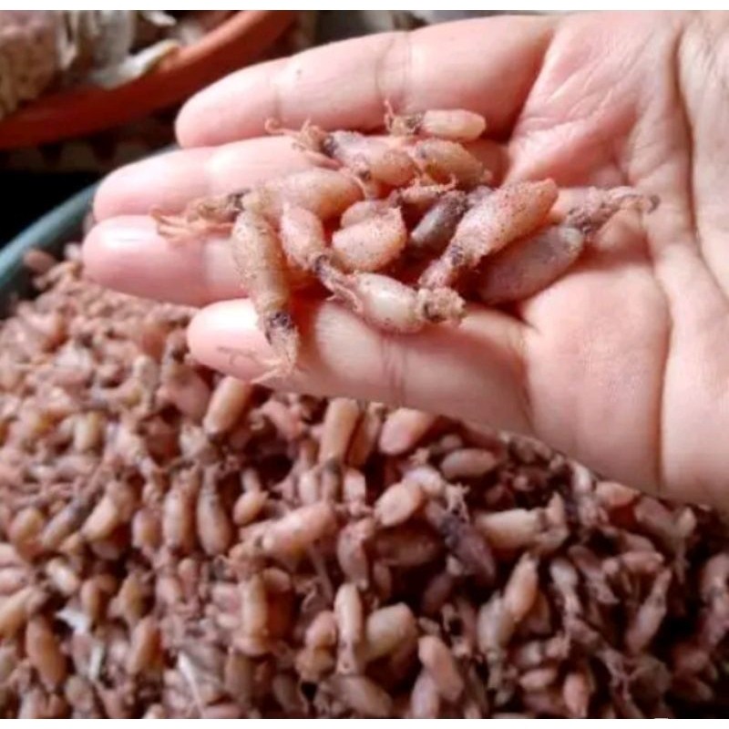 

Baby Cumi Super Size 0.5-1 cm 500 Gram