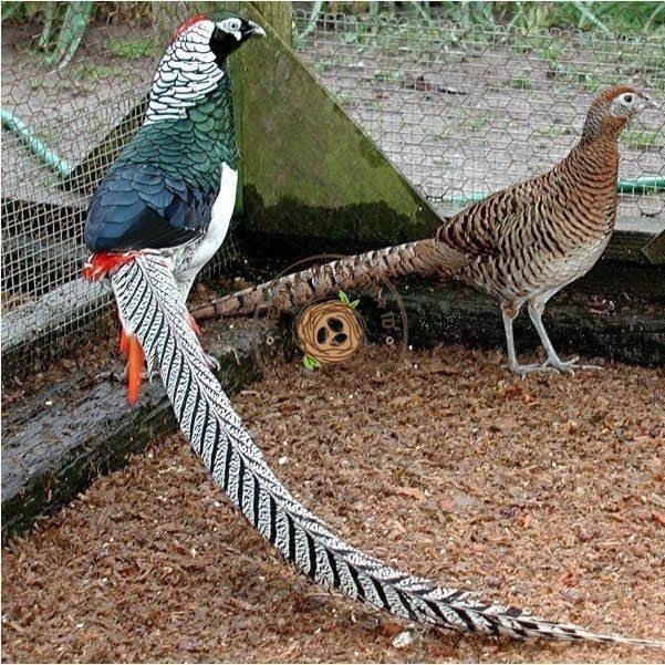 

Telur ayam hias ringneck lady amherst pheasant fertil untuk ditetaskan KURNIA PRATAMA ID