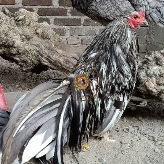 

Telur ayam black sumatera / telur ayam hias / telur fertil siap cod KURNIA PRATAMA ID