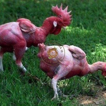 

Telur ayam tanpa bulu / ayam gundul fertil asli siap ditetaskan - ayam tanpa bulu KURNIA PRATAMA ID