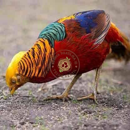 

telur ayam golden pheasant hias fertil siap ditetaskan - golden pheasant KURNIA PRATAMA ID