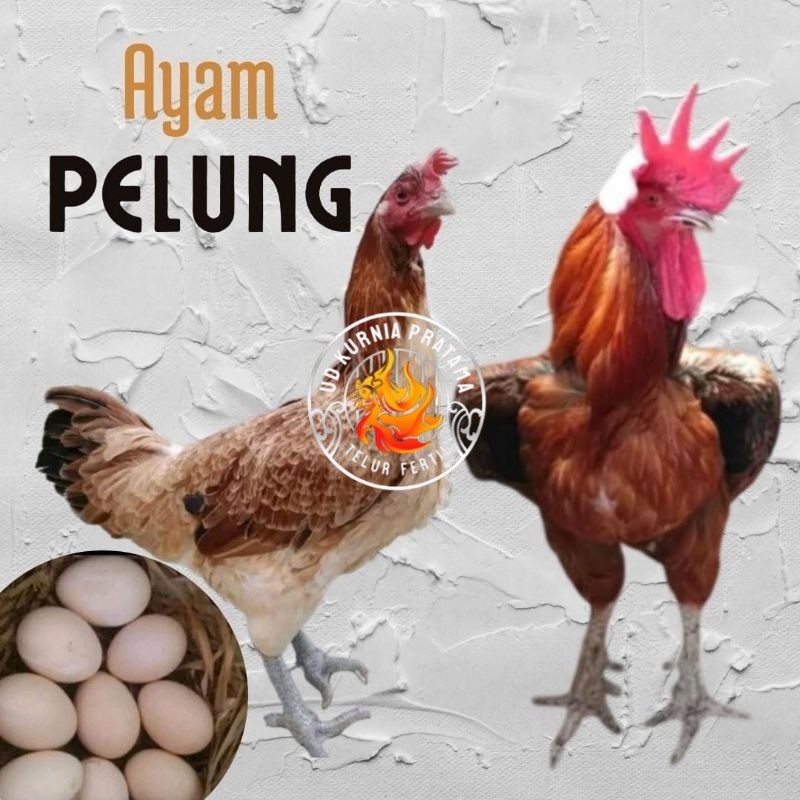 

telur ayam pelung jumbo super untuk di tetaskan UD KURNIA PRATAMA