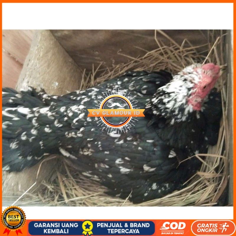 

telur Ayam Bangkok Clasik ekor lidi Fertil terlaris CV GLAMOUR ID