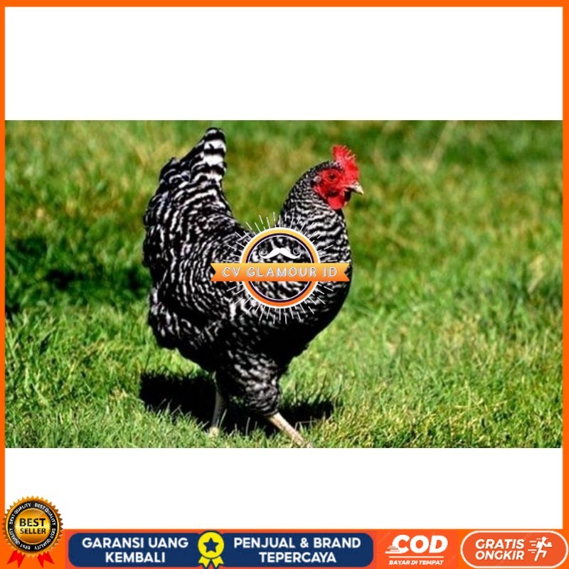

TELUR AYAM KUNTARA UNTUK DI TETASKAN CV GLAMOUR ID