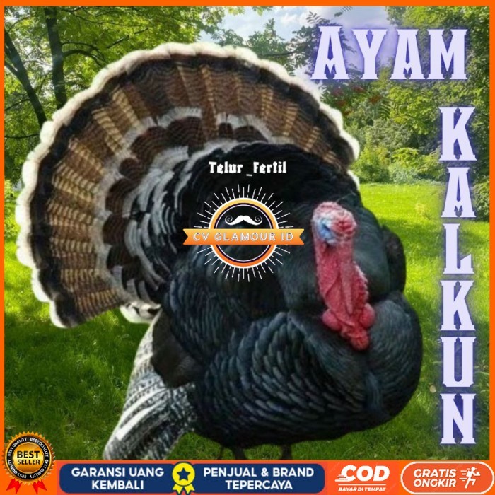 

telur ayam kalkun untuk ditetaskan original berkualitas CV GLAMOUR ID