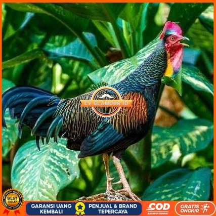 

Telur ayam hutan x jawa bekisar siap ditetaskan CV GLAMOUR ID