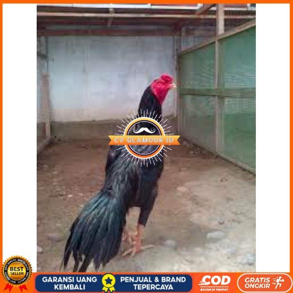 

TELUR TETAS AYAM PAKHOY TANGGUH UNTUK DI TETASKAN CV GLAMOUR ID