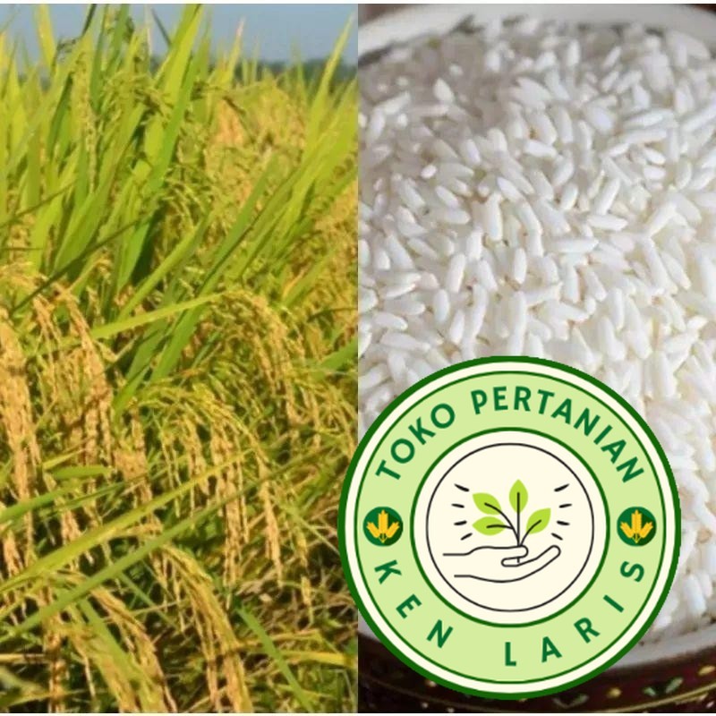 

READY STOK!! 1KG BENIH PADI KETAN PUTIH GRENDEL PILIHAN PETANI (B.B.19)