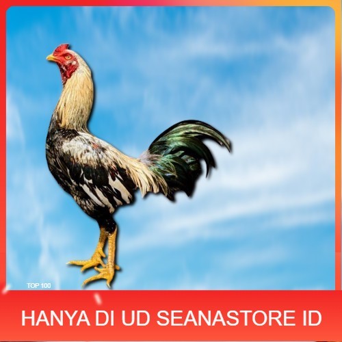 

ayam pama IQ telur fertill 100% terlaris UD SEANASTORE ID