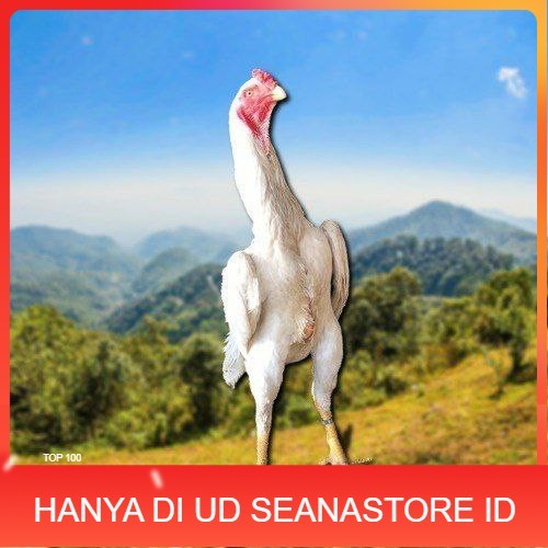 

telur tetas ayam shamo berkualitas UD SEANASTORE ID