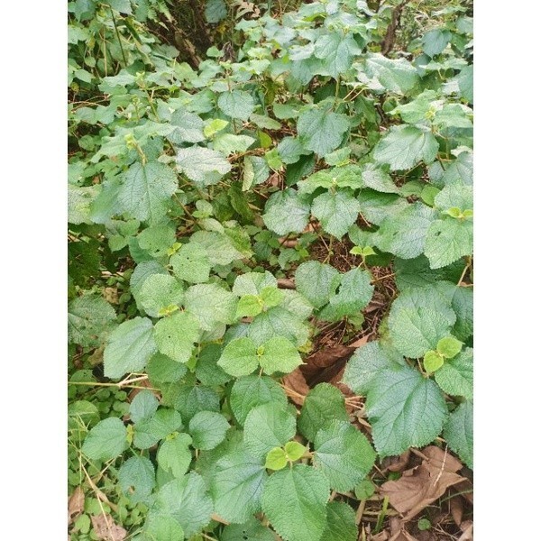 

AZ Daun Jelatang Daun Gatal Atau DAUN PULUS Segar 1000 Gram /1kg