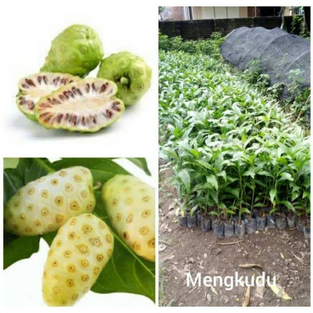 Bibit mengkudu tanaman herbal mengkudu betis