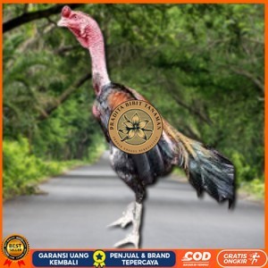 

telur ayam saigon original bisa untuk di tetaskan PRADITA BIBIT TANAMAN