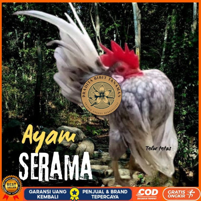 

telur ayam Serama kontes asli pendek bisa di tetaskan original berkualitas PRADITA BIBIT TANAMAN