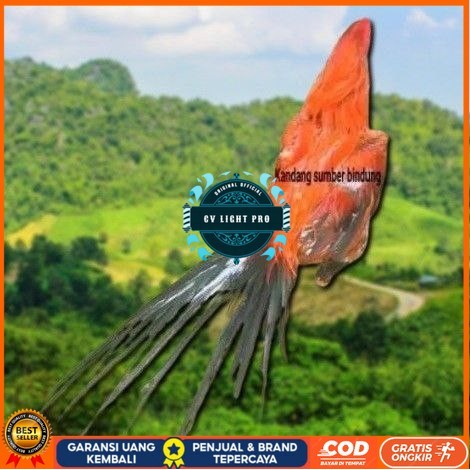 

(TELUR) Bangkok Clasik ekor lidi telur fertill CV LIGHT PRO