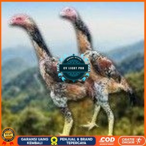 

telur tetas ayam shamo super berkualitas unggul CV LIGHT PRO