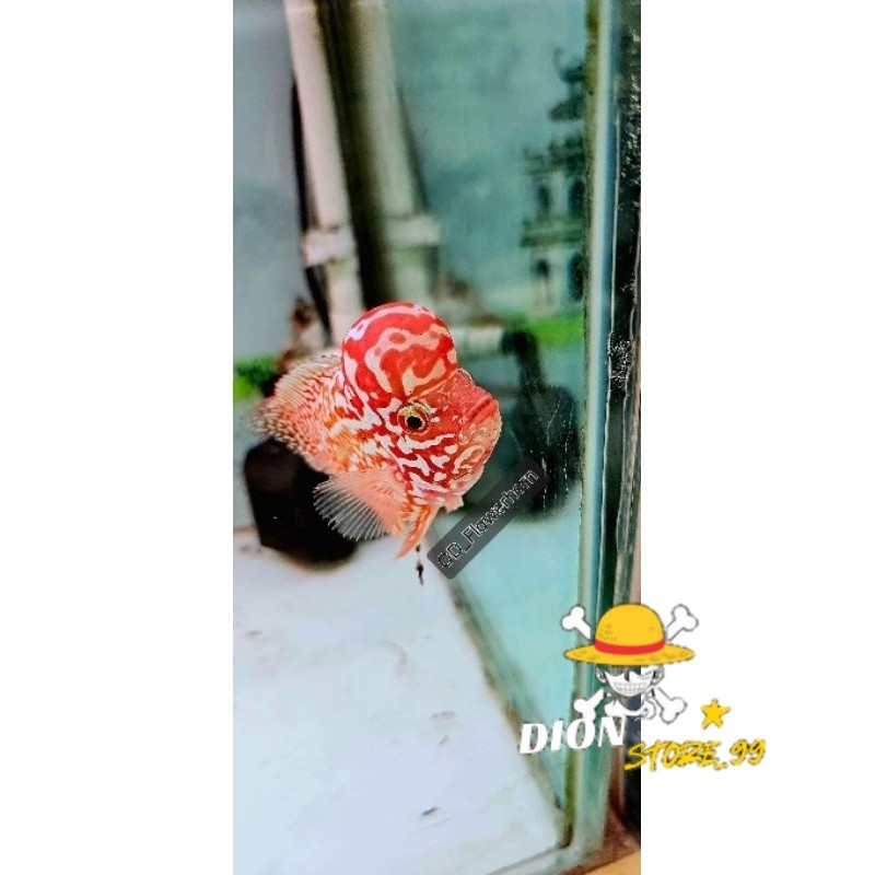 LIVE Burayak Louhan Kamfa 4-5 cm F2 GB VIP Thailand GARANSI