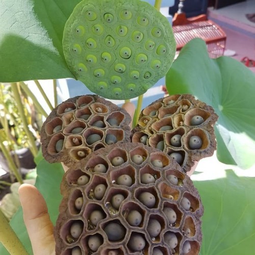 

biji teratai/ biji lotus 莲子 lianzi alami tanpabahan pengawet