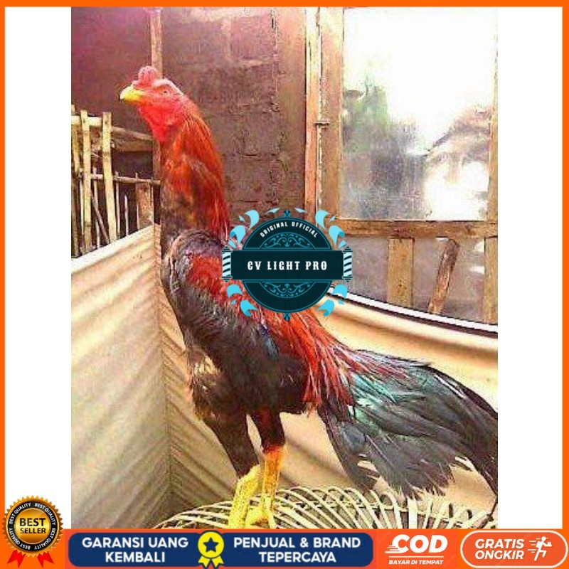 

TELUR BANGKOK RAJA FRESH FERTIL CV LIGHT PRO