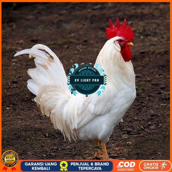 

Telur ayam leghorn white / telur ayam hias / telur fertil siap tetas CV LIGHT PRO