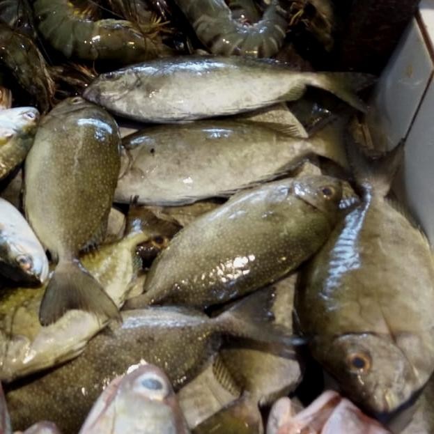 

Ikan Baronang Susu 500gr