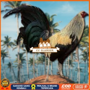 

telur ayam philipin asli AK47 bisa untuk di tetaskan bergaransi CV GLAMOUR