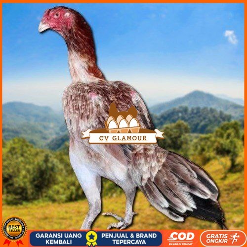 

telur ayam shamo eropa bisa untuk di tetaskan CV GLAMOUR