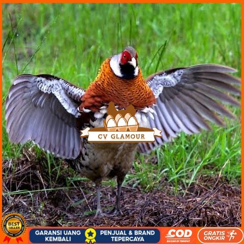 

Telur ayam hias ringneck elliot pheasant fertil siap ditetaskan CV GLAMOUR