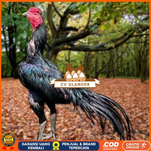 

Telur Ayam Pakhoy Super Vertil Siap Di Tetaskan Jaminan Super Oiginal Bergaransi super CV GLAMOUR
